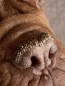 Preview: Pet Esthé Bio Nose Care | Nasenpflege-Gel für Hunde und Katzen | 10g