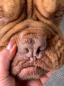 Preview: Pet Esthé Bio Nose Care | Nasenpflege-Gel für Hunde und Katzen | 10g