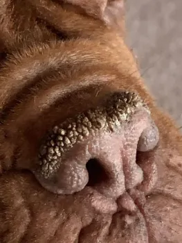 Preview: Pet Esthé Bio Nose Care | Nasenpflege-Gel für Hunde und Katzen | 10g