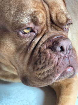 Preview: Pet Esthé Bio Nose Care | Nasenpflege-Gel für Hunde und Katzen | 10g