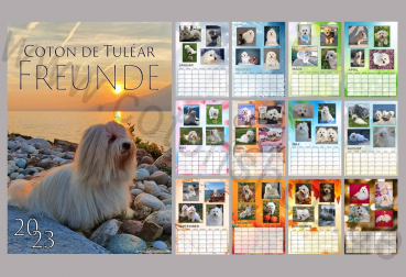 Coton de Tuléar Freunde Kalender 2023