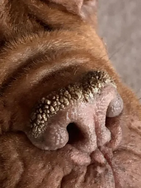 Pet Esthé Bio Nose Care | Nasenpflege-Gel für Hunde und Katzen | 10g